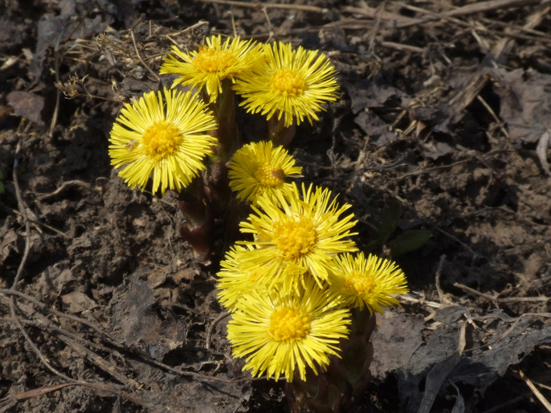 Мед из одуванчиков